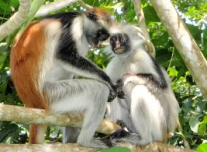 5 Day Zanzibar Safari Tour