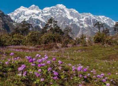 Yumthang Tour Packages