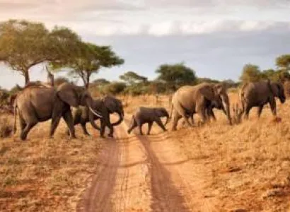 Ngorongoro Tour Packages