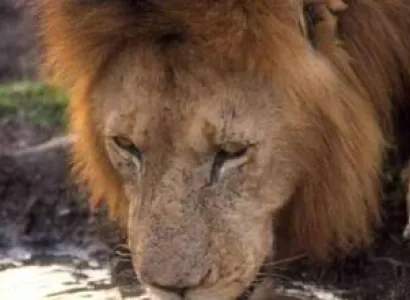 Ngorongoro Tour Packages