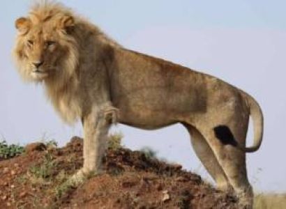 Ngorongoro Tour Packages