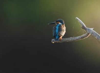 Ranikhet Tour Packages