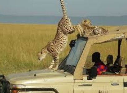 Kenya 7 Day Safari & Beach Escape