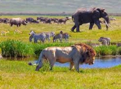 Tanzania 10-Day Safari & Island Escape