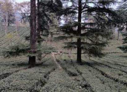 07 NIGHTS 08 DAYS - DELIGHTFUL HIMACHAL HOLIDAY PACKAGE FROM PATHANKOT