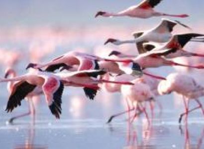 6 Days Tanzania Luxury Scenic Lodge Safari Tour