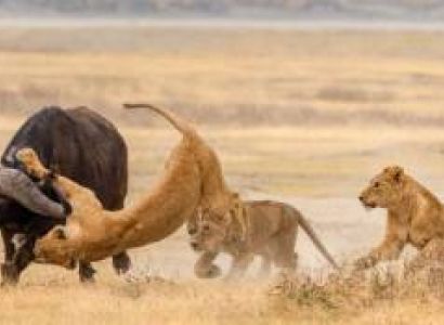 3 Days Tanzania Lodge Safaris Tarangire And Ngorongoro Crater Tour