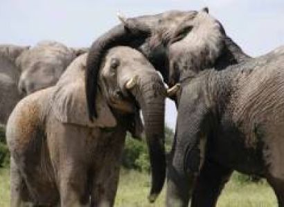 6 Days Tanzania Lodge Safari Tour