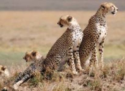 4 Days Tanzania Camping Safari Serengeti And Ngorongoro Tour