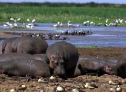 5 Days Tanzania Camping Safari Lake Manyara Serengeti And Ngorongoro Tour