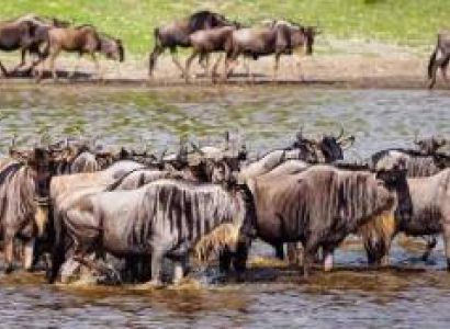 7 Days Tanzania Camping Safari Wildebeest Migration Tour