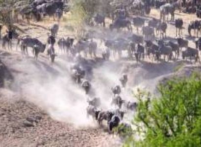 9 Days Tanzania Camping Safari Wildebeest Migration Tour