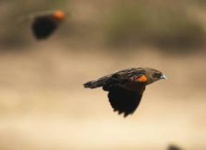 Ngorongoro Crater Birding Tour