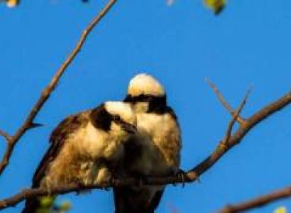 Tarangire National Park Birding Tour