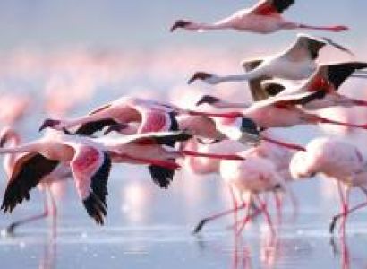 Lake Manyara National Park Birding Tour