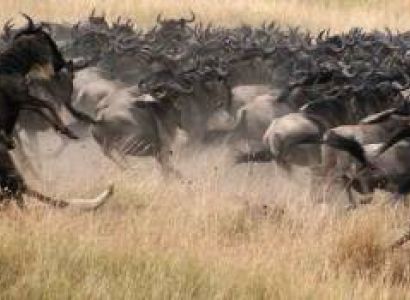 4 Days Tanzania Family Safari Tour