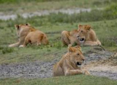 6 Days Tanzania Family Safari Tour