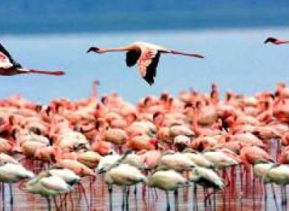 7 Days Tanzania Family Safari Tour