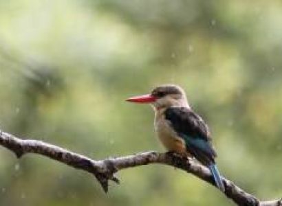 10 Days Bird Photography Tour