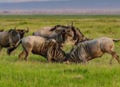 6 Days Migration Western Corridor Tour