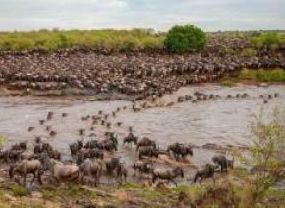8 Day Great Serengeti Wildebeest Migration Safari Tour