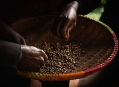 Materuni Coffee Plantation Day Trip