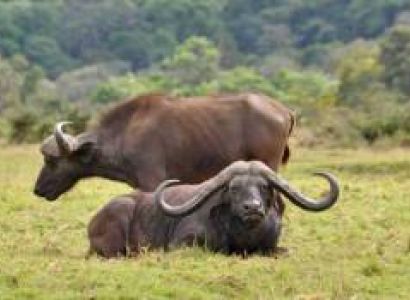 Arusha National Park Day Trip