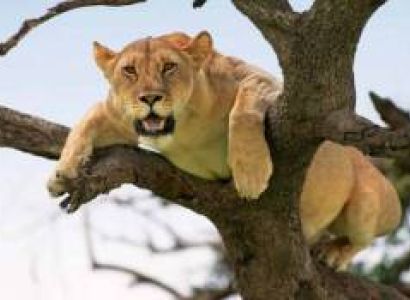 Lake Manyara National Park Day Trip