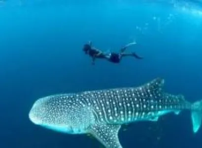 6 Days Mafia Island Tour