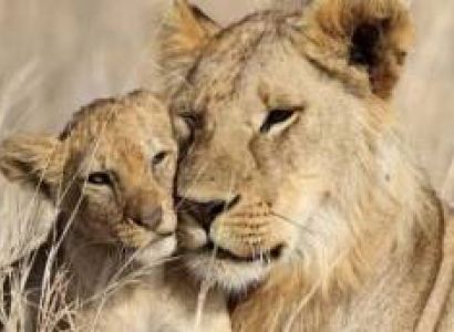 5 Days Tanzania Safari Tour