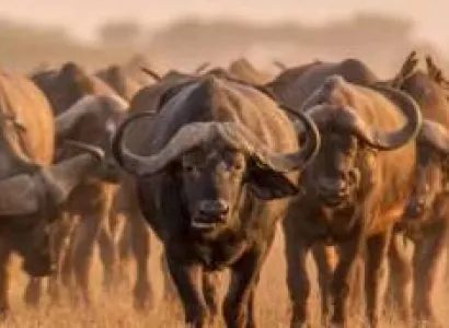 Ngorongoro Tour Packages