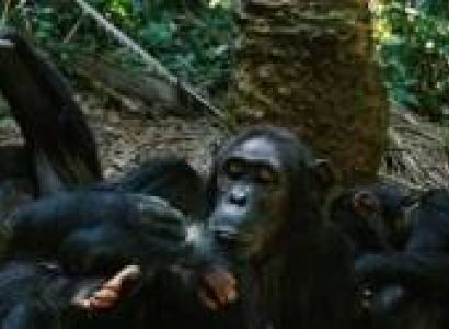 3 Days - Mahale Mountains National Park Tour