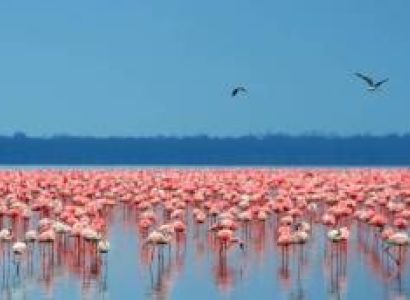 5 Days Lake Nakuru - Maasai Mara - Lake Naivasha Tour