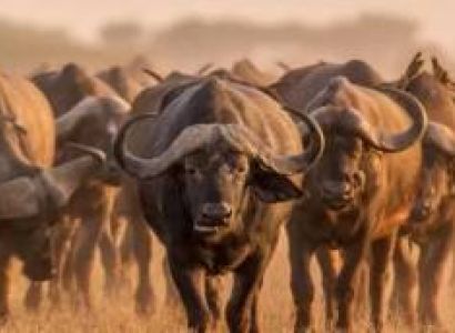 Nairobi National Park Tour