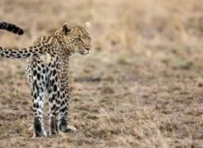 Amboseli National Park Tour