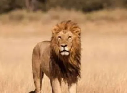 3 Days Queen Elizabeth National Park Tour