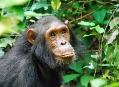 3 Days Bwindi Gorilla Trekking Tour