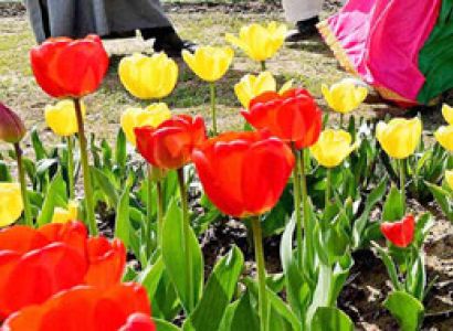 Amazing Kashmir 2 Night - 3 Days Tour