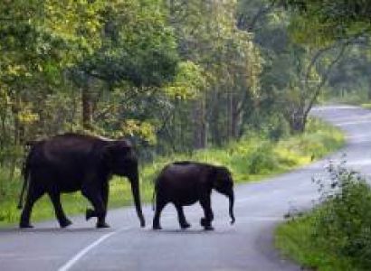 Wayanad Escape 2 Nights - 3 Days Tour