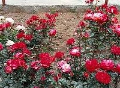 2 Nights 3 Days Ooty Tour Package