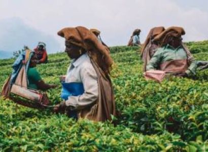 Thekkady Tour Packages