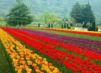 Kashmir Tulip Festival  Special: 5nights 6 Days
