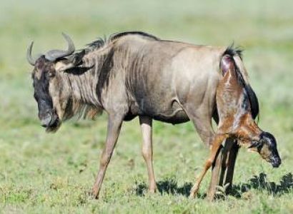 5 Days Of Ndutu Great Migration During Wildebeest Calving Season Tour
