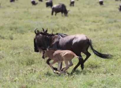 Ngorongoro Tour Packages