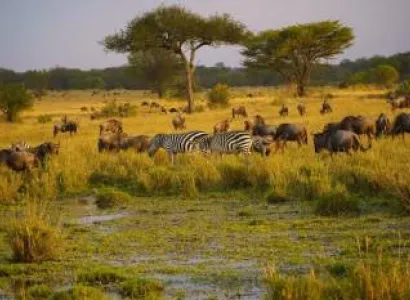 6 Days Fly In Serengeti And Ngorongoro Safari During Calving Season In Ndutu Tour