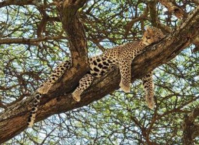 4-Day Amazing Tanzania Wildlife & Cultural Experience Safari