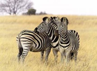 4-Day Amazing Tanzania Wildlife & Cultural Experience Safari