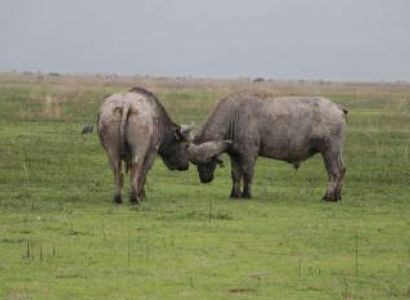 Tarangire & Ngorongoro in 2 Days – Departing from Zanzibar