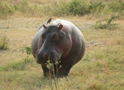 Unforgettable 8-Day Halal-Friendly Safari in Tanzania