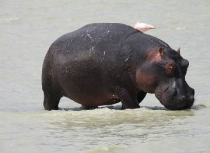 6-day Bird-watching Safari in Tanzania